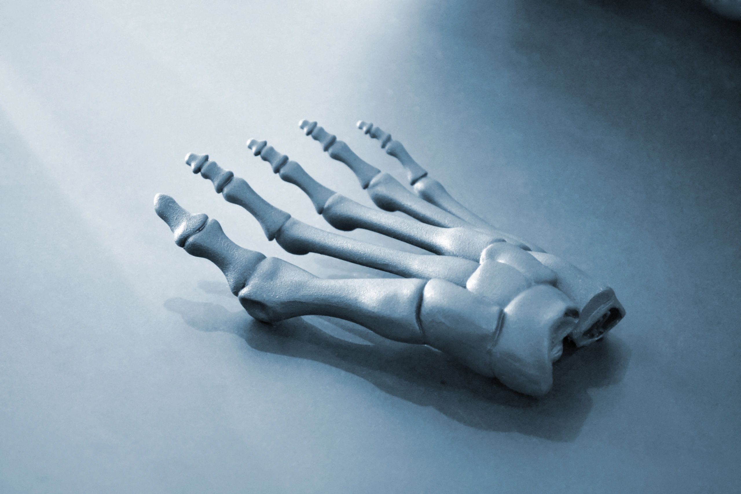 3D printed model of a human foot skeleton
